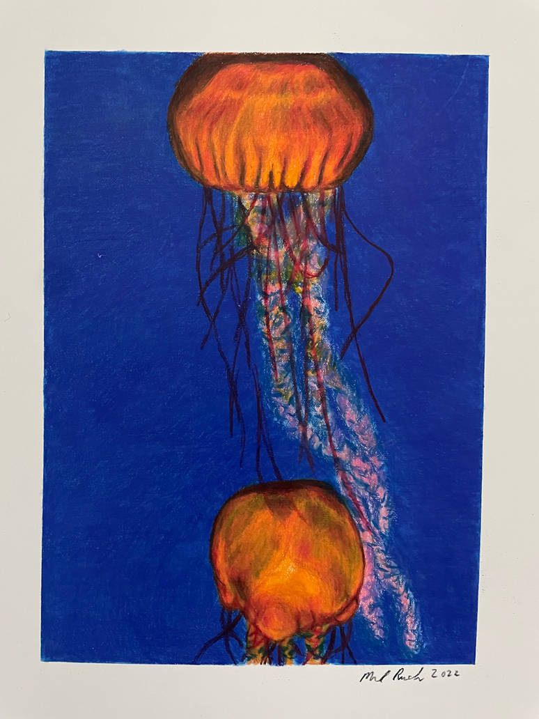 Jelly Fish, a traditional drawing by Mark Russinovich